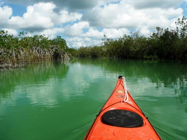 Kayaking in mangroves